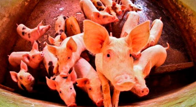 Sacrifican a millones de cerdos porque perdieron "valor comercial". Foto: Agritoral