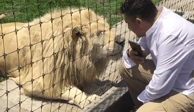 Turista ingresa a recinto de leones, sin imaginar lo que pasaría.