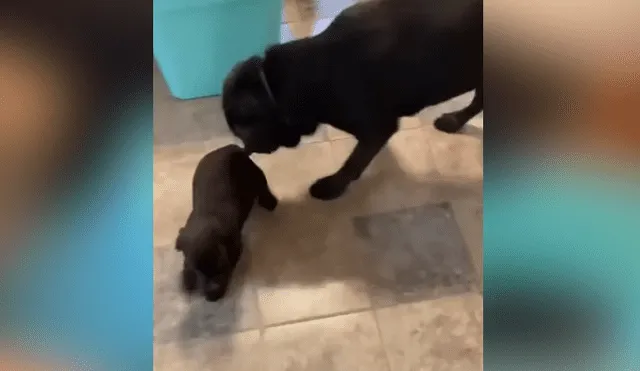 A través de YouTube se ha vuelto viral el momento en que un perro conoce a la nueva mascota que adoptó su familia.