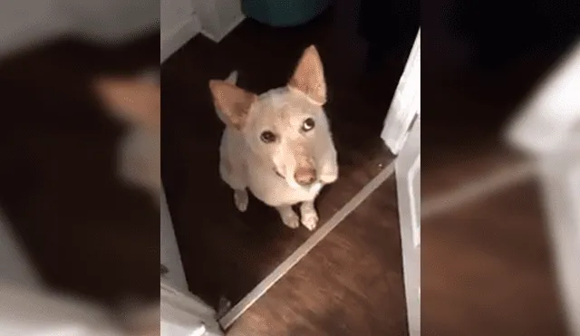 Facebook viral: tierno perro quería salir a la calle y le hizo este gesto a su dueño 