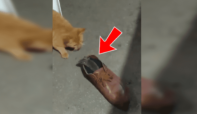 En Facebook, una joven grabó el momento que su gato puso a un indefenso ratón en unos zapatos para evitar que se fugue.