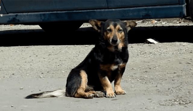 Roban almohada a perro que vivía en la calle y genera críticas en redes sociales [VIDEO]