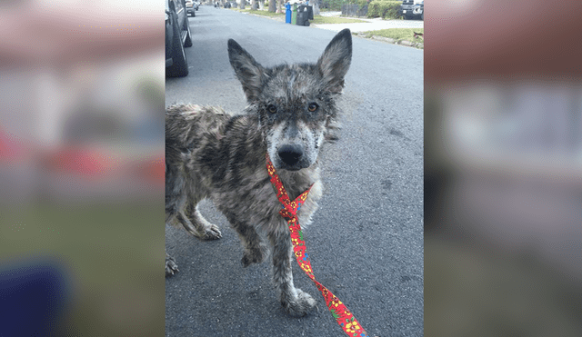 Desliza para ver las fotos de este perro que enamoró a todos en Facebook. Foto: Captura.