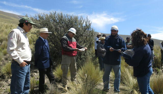Arequipa: Lanzan plan para reforestar bosques de queñual