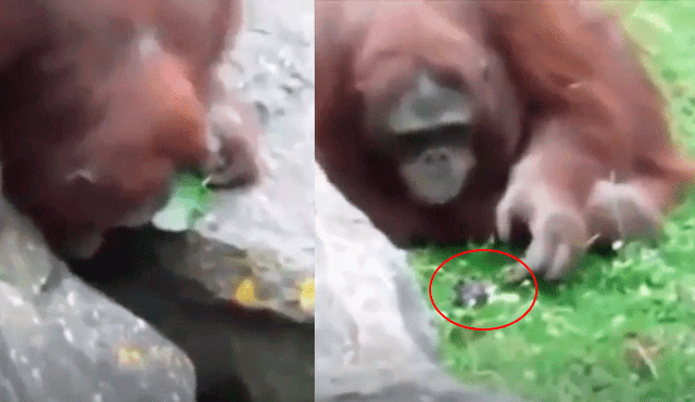 Facebook: orangután salvó de morir a un pajarito quien se encontraba atrapado