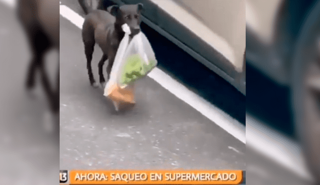 Video es viral en Facebook. El can fue captado durante un noticiero, cuando se narraban los hechos ocurridos en uno de los saqueos en Chile