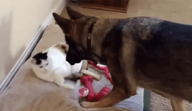 Un video viral muestra el momento en el que un perro se acera a un gato a reclamarle por encontrarlo acostado en su cámara.