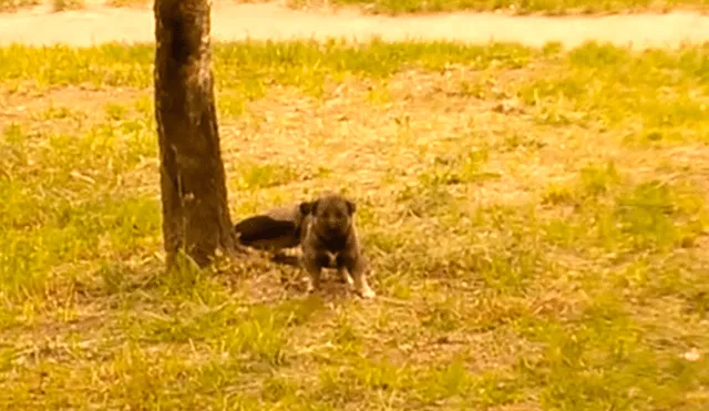 Facebook Viral: No podrás creer el épico final que tuvo batalla entre perro y cuervo [VIDEO] 