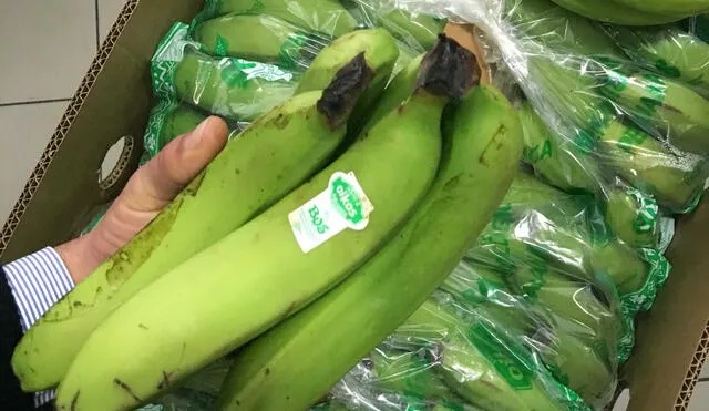 Llegó primer embarque de banano orgánico a Portugal 