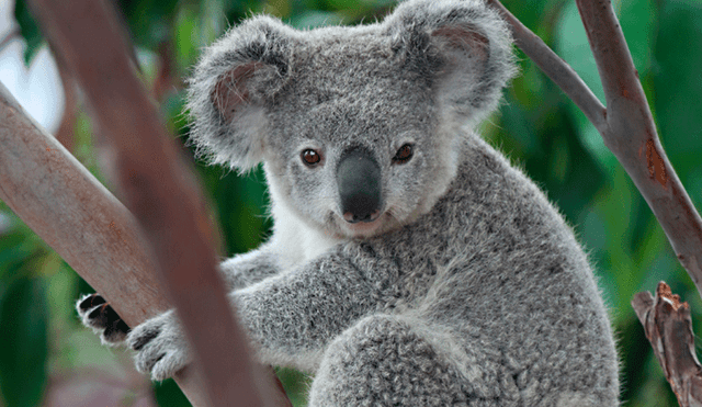 Australia: Indignante caso de maltrato animal contra un koala