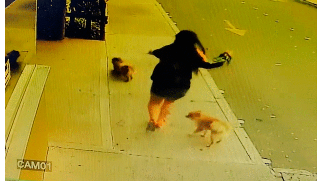 Mujer dopó a acompañante en una fiesta para arrebatarle a sus perros [VIDEO]