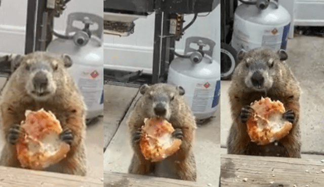 Desliza a la izquierda para ver más fotos de las marmota saboreando un trozo de pizza. (Foto: captura)