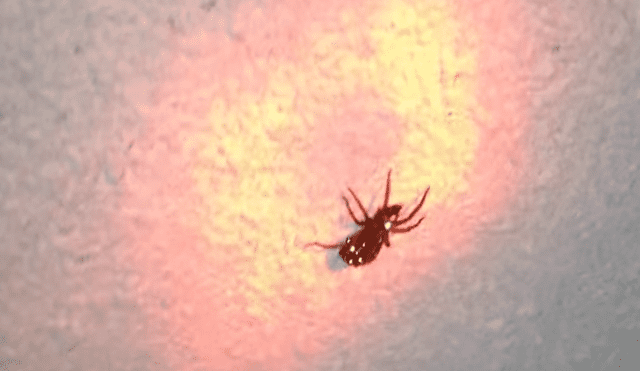 Una familia encuentra una extraña araña brillante con sus crías dentro de su casa.