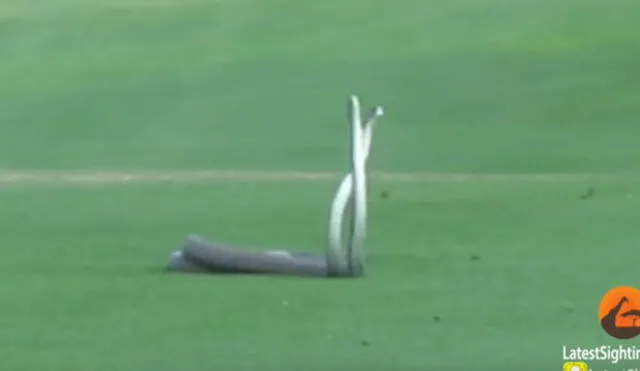 YouTube: Dos peligrosas serpientes sorprenden peleando en pleno campo de golf