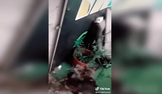 TikTok - animales - perro