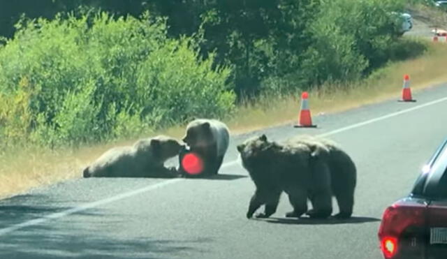 Desliza las imágenes para apreciar la travesura de unos pequeños osos que detuvieron el tránsito en una carretera. Foto: Captura de YouTube