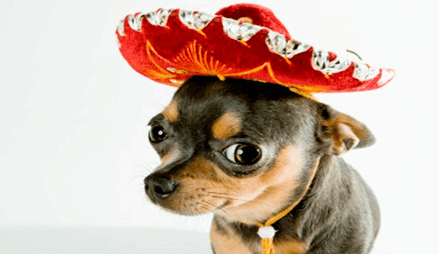 Facebook: "perro mariachi" sorprende al tocar la guitarra y se vuelve viral [VIDEO]