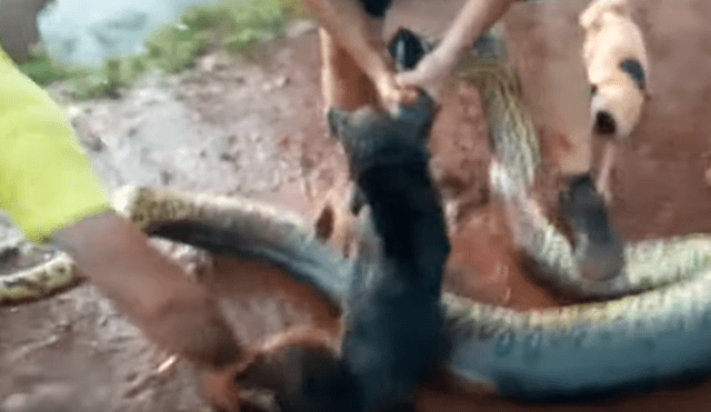 Video es viral en YouTube. Ciclista llegó con su perro a un río para beber agua y fueron sorprendidos por una gigantesca anaconda que atacó intempestivamente al can