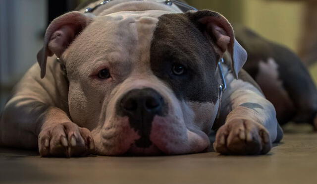 Perro pitbull mata a bebé recién nacido después que su hermano detuviera una pelea con otro can [VIDEO]