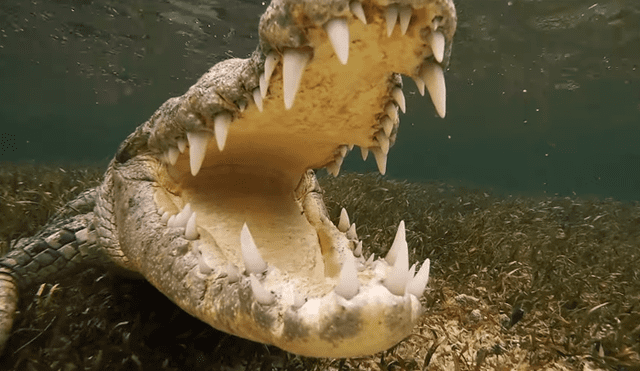 El hombre se sumergió en las agua llenas de cocodrilos para poder grabarlos. Foto: YouTube