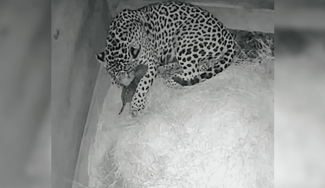Nace el primer jaguar por inseminación artificial y su madre se lo come al segundo día [VIDEO]