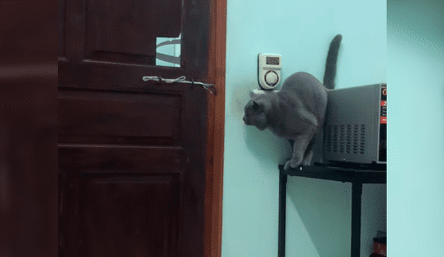 Revisa cinta de seguridad y descubre cómo su gato huye de casa cuando él sale al trabajo [VIDEO]