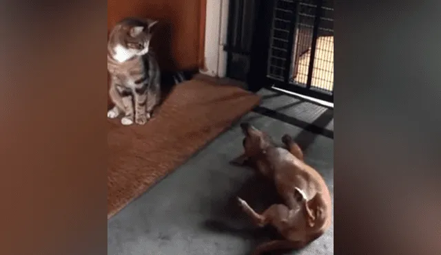 perro hace lo ‘imposible’ para volverse amigo de un gato y este tiene inesperada reacción 1