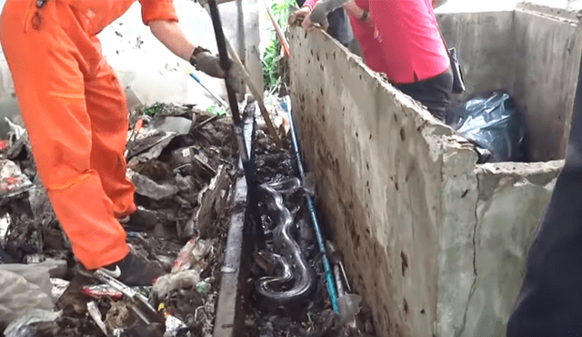 Alza bloque de cemento y en la basura halla enorme serpiente infestada de cucarachas [VIDEO] 