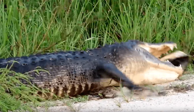 Un turista grabó en un video viral de YouTube el brutal ataque que sufrió una tortuga al ser cazada por un enorme cocodrilo en un caudaloso río, pero tuvo un final incierto.
