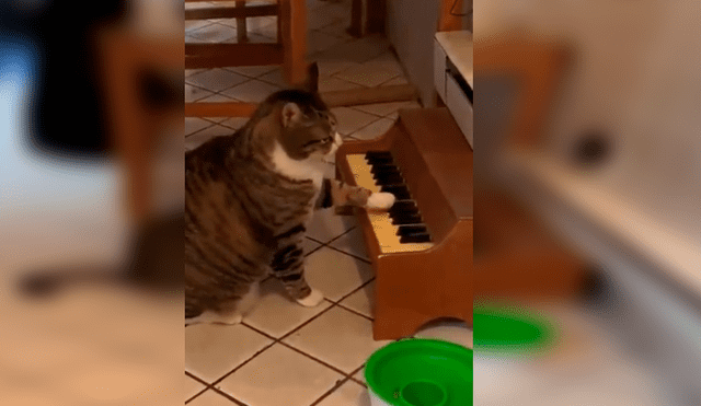 Video es viral en Facebook. Su dueña lo ha puesto dieta para no afectar su salud y el felino ha encontrado una singular forma de reclamar por los alimentos. Fotocaptura: Twitter