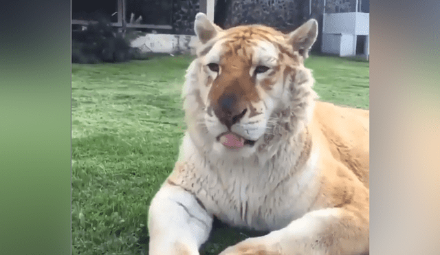 Un video viral de YouTube registró el encuentro de un hombre con un feroz tigre.