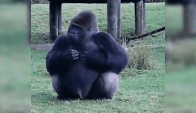 El curioso comportamiento del gorila sorprendió a un grupo de turistas, quienes no dudaron en grabarlo para compartirlo en Facebook y Twitter.