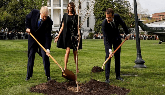 Desapareció el árbol que plantaron Trump y Macron... ¿qué pasó?