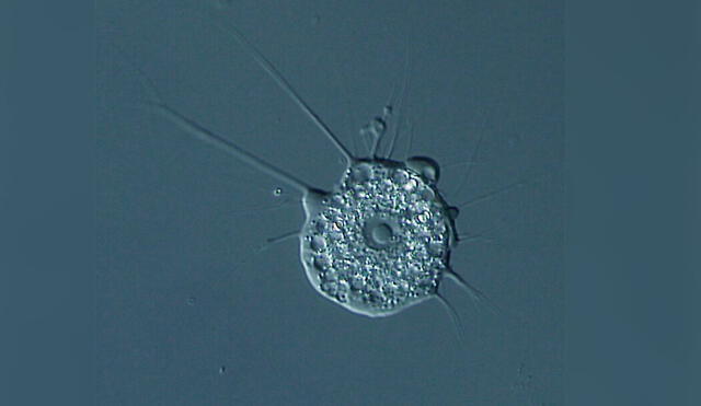 Imagen microscópica de un ejemplar de choanozoa, filo del reino protista. Crédito: Wikimedia Commons.