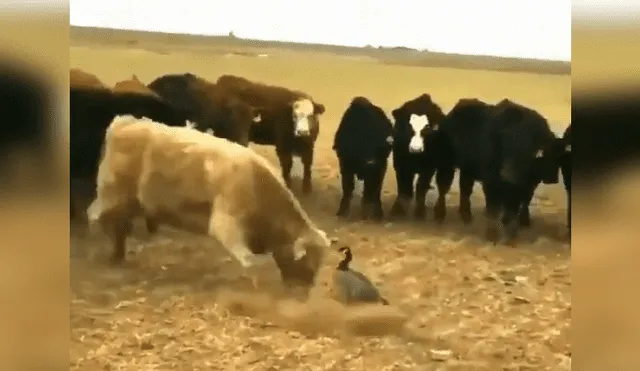 YouTube viral: pájaro se enfrenta a enorme toro por el territorio y el desenlace es increíble [VIDEO] 