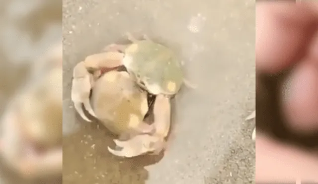 Video es viral en Facebook. Un bañista encontró un pequeño cangrejo bebé en la playa y notó que estaba aferrado a su madre. Intentó separarlos y ocurrió algo impensado. Foto: Captura.