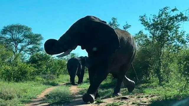 Aterrador momento en que turistas escapan de un furioso elefante en Sudáfrica [VIDEO]