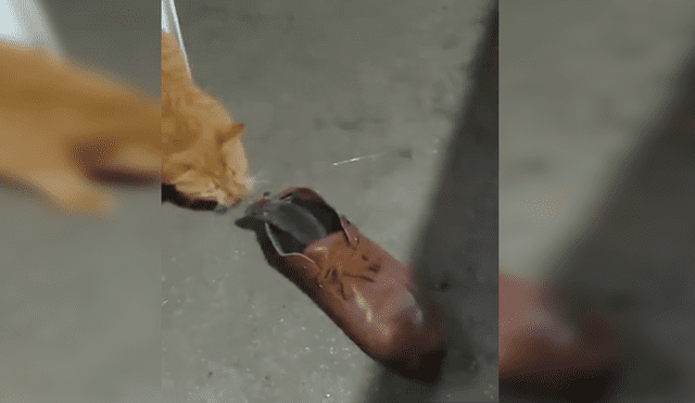 En Facebook, una joven grabó el momento que su gato puso a un indefenso ratón en unos zapatos para evitar que se fugue.