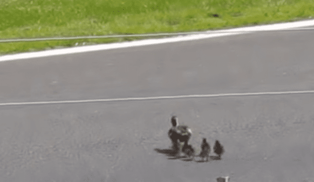 Un grupo de patos cruzaron una pista en mitad de una carrera y estuvieron a punto de morir.