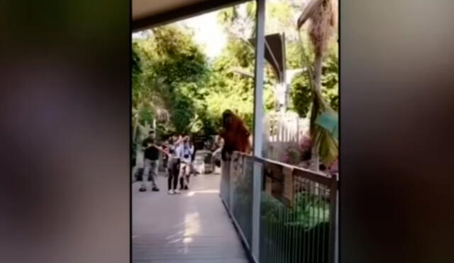 YouTube: Orangután escapó de su recinto para buscar a su cría y causó pánico [VIDEO]