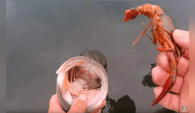 Un pescador publicó un video viral en Facebook tras capturar una rara criatura que emergió del mar, sin imaginar que al alimentarla ocurriría lo impensado.