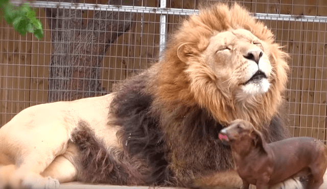 Facebook viral: valiente perro dentro de jaula de león asusta a usuarios [VIDEO]