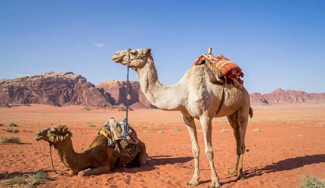 Francia sufriría 3 bajas de cara a la final debido a los contagios por el virus del camello. Foto: Semana Deportiva