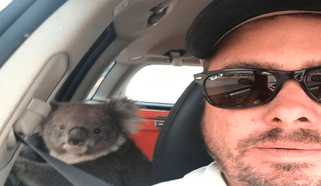 Dejó a su perro en el carro y cuando volvió encontró a un koala [VIDEOS]