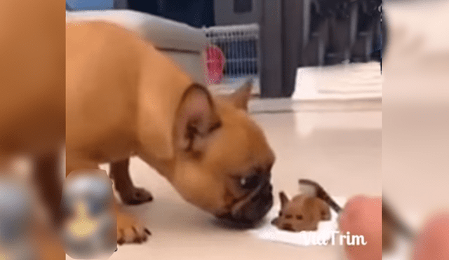Facebook: perro quiere acariciar a su 'cachorro' y dueño le juega aterradora broma