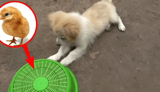 YouTube viral: pollito y perro se vuelven los mejores amigos, luego de valiente rescate [VIDEO]