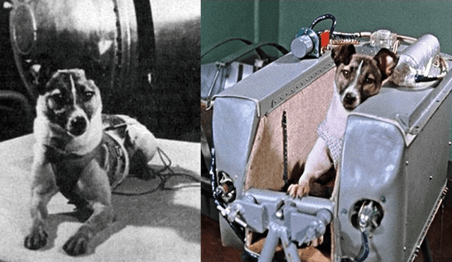 Laika: a 60 años de su partida, miles la recuerdan por su amargo sacrificio [VIDEO] 