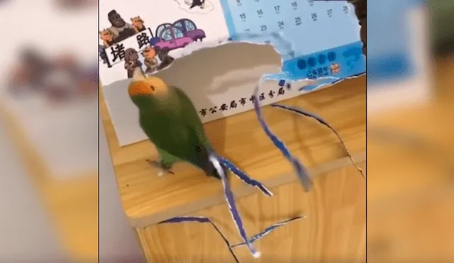 En YouTube, un loro aprovechó la distracción de su dueño para aplicar un creativo método para tener más plumas.