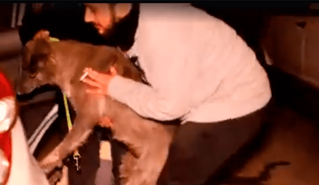 Facebook viral: Perros abandonados en un refugio fueron adoptados por un mujer [VIDEO]