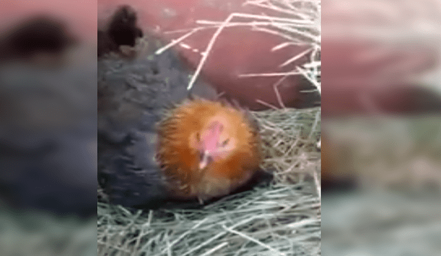 Facebook viral: acude al corral de su gallina y descubre a unos tiernos animales que escondió debajo [VIDEO]